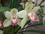 Orchid Cymbidium 1 